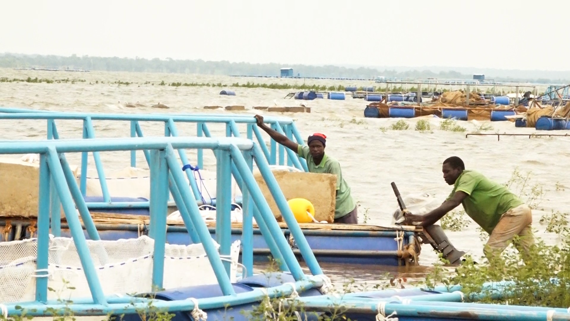 implantation des cages flottantes dans le barrage de Samendéni